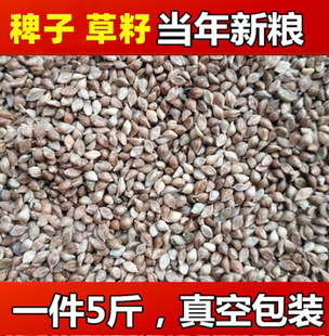 草籽 酿酒原料 水稗子 鸟类主食 文鸟 鹦鹉类主食五斤真空包邮