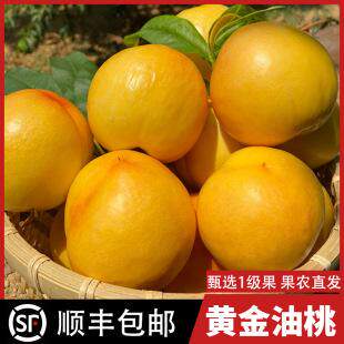 黄金蜜油桃黄油桃新鲜水果当季鲜果整箱5斤顺丰包邮产地 现摘现发