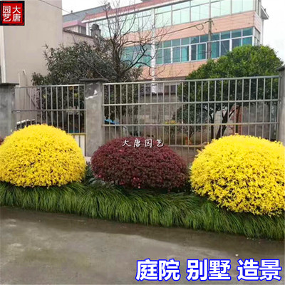 庭院花镜别墅球形植物花园植物