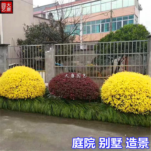 庭院花镜别墅球形植物花园植物