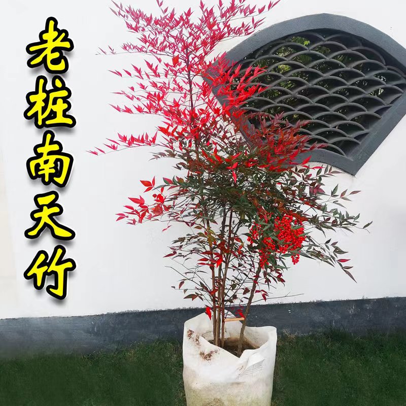 南天竹丛生老桩庭院造景耐寒树苗