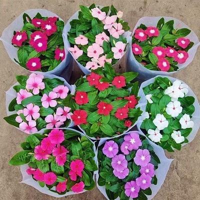 暴晒天天开日日春长春花带花苞五叶梅盆栽室内外四季开花摆放花期