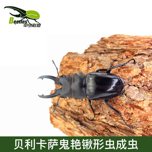贝利卡萨鬼艳锹形虫成虫 对虫 采集品 成虫南洋长戟大兜虫