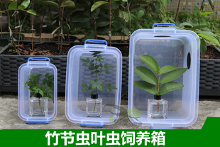 竹节虫叶子虫叶脩虫饲养盒套餐螳螂螽斯昆虫教学观赏甲虫联盟研发
