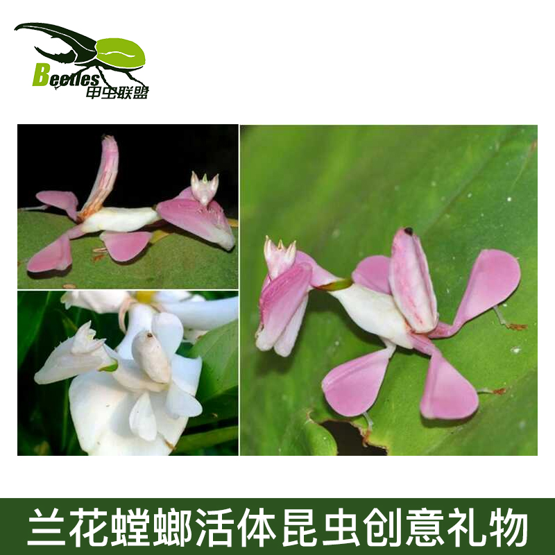 活体昆虫宠物个性另有兰花澳宽