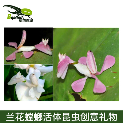 活体昆虫宠物个性另有兰花澳宽