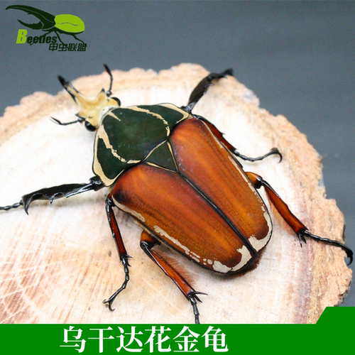 非洲乌干达花金龟幼虫成虫人工饲养另有毛象战神长戟南洋兜独角仙