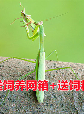 中华大刀螳螂昆虫活体另有幽灵