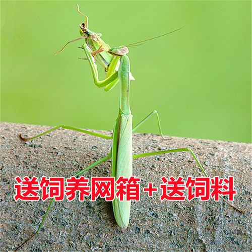 中华大刀螳螂昆虫活体另有幽灵