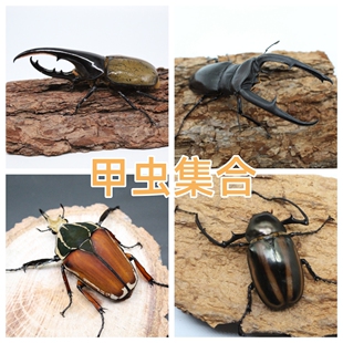 活体甲虫独角仙姬兜彩虹锹甲亚克提恩长颈鹿长戟南洋毛象鬼艳合集
