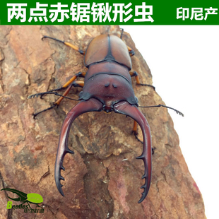 印尼产爪哇两点赤锹形虫成虫爪两点另有独巴拉望苏门美他力佛长戟
