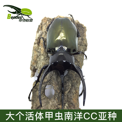 南洋大兜虫活体甲虫CC