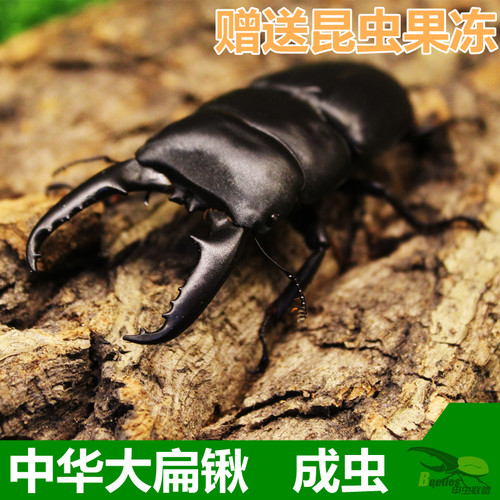 中国华大扁锹甲虫宠物活体成虫锹形虫昆虫独角仙长戟毛象大兜虫