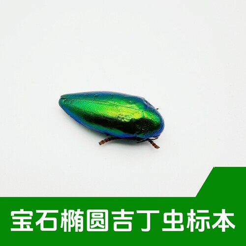 宝石椭圆吉丁虫原虫干制品真昆虫