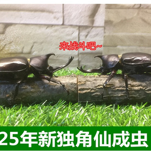 独角仙甲虫宠物成虫幼虫姬兜爬虫巨型超大个体兜虫花金龟活体锹甲