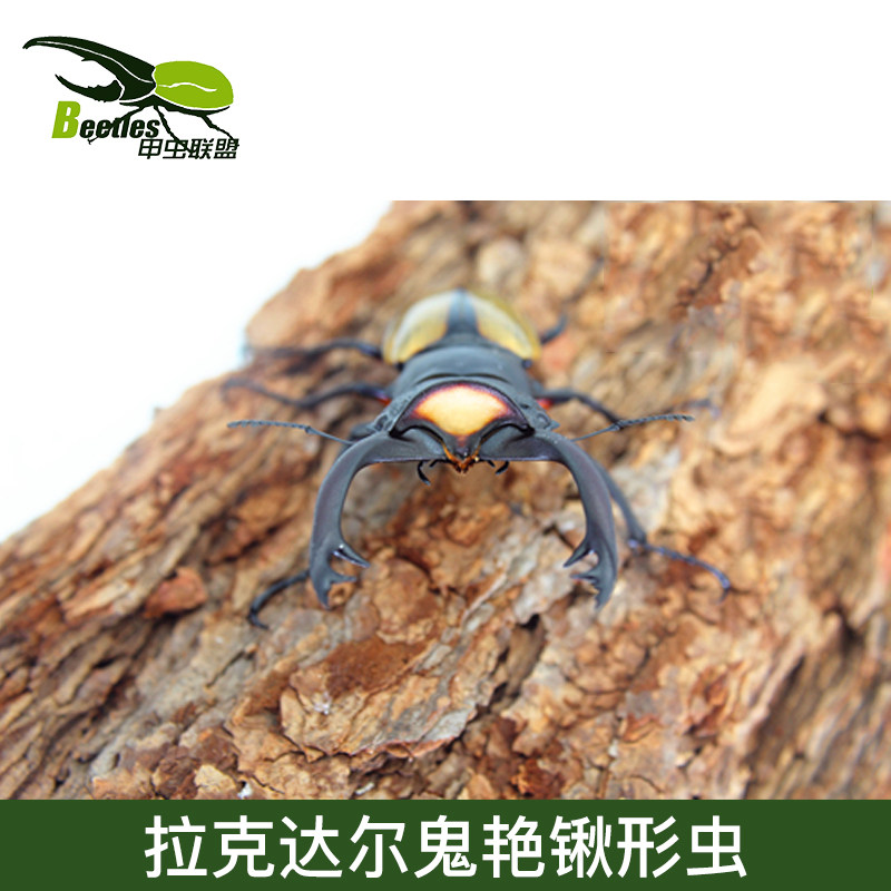 拉克达尔鬼艳锹形虫 深渊套装战术直刀导电