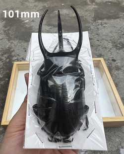 独角仙南洋大兜虫标本战神海神CC CA亚种昆虫标本真虫甲虫锹蝴蝶