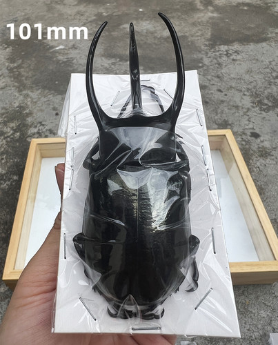 独角仙南洋大兜虫标本战神海神CC CA亚种昆虫标本真虫甲虫锹蝴蝶