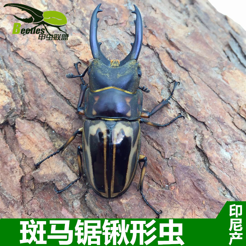 印尼产 斑马锯锹形虫 成虫 (另有幼虫南洋长戟巴拉望)