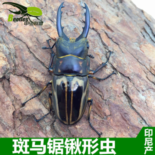 印尼产 斑马锯锹形虫 成虫 （另有幼虫南洋长戟巴拉望）