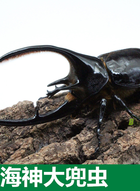 海神大兜虫Dynastes neptunus成虫幼虫另有长戟毛象战神亚克大兜