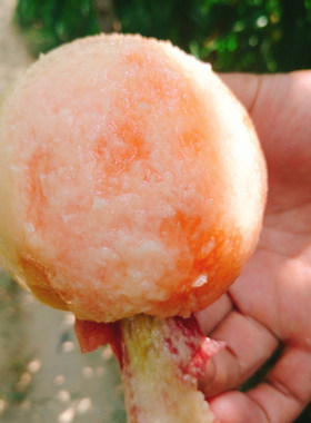 安徽砀山水蜜桃大果5斤产地直发