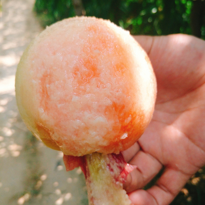 安徽砀山水蜜桃大果5斤产地直发