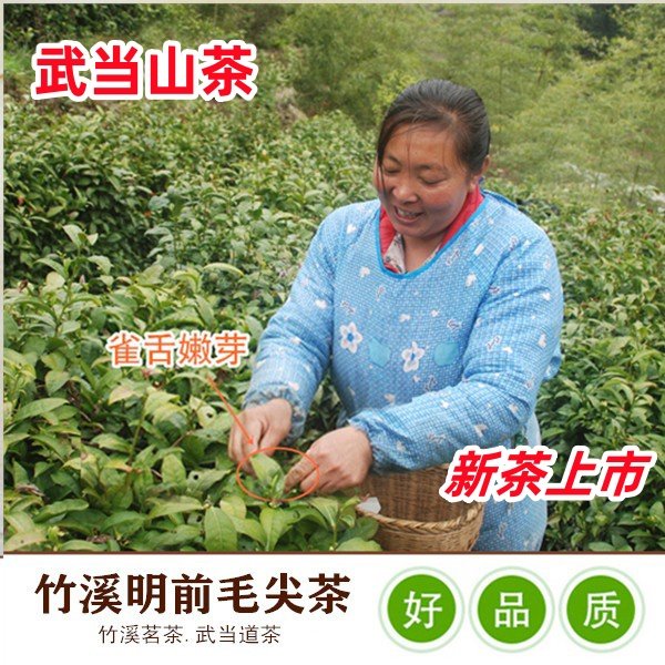 新茶2024武当山茶明前毛尖嫩芽深山不打药健康高海拔云雾鲜绿茶叶