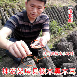 深山纯野外生长黑木耳武当山神农架房县特优好干货250g精品黑木耳