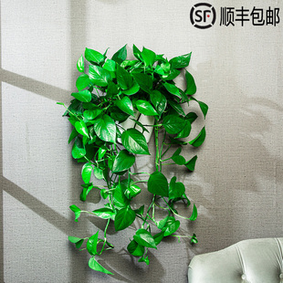 壁挂大叶长藤绿萝室内垂吊植物吸甲醛挂墙客厅好养活爬藤盆栽