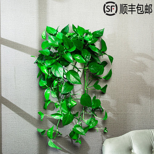 壁挂大叶长藤绿萝室内垂吊植物吸甲醛挂墙客厅好养活爬藤盆栽 - 封面