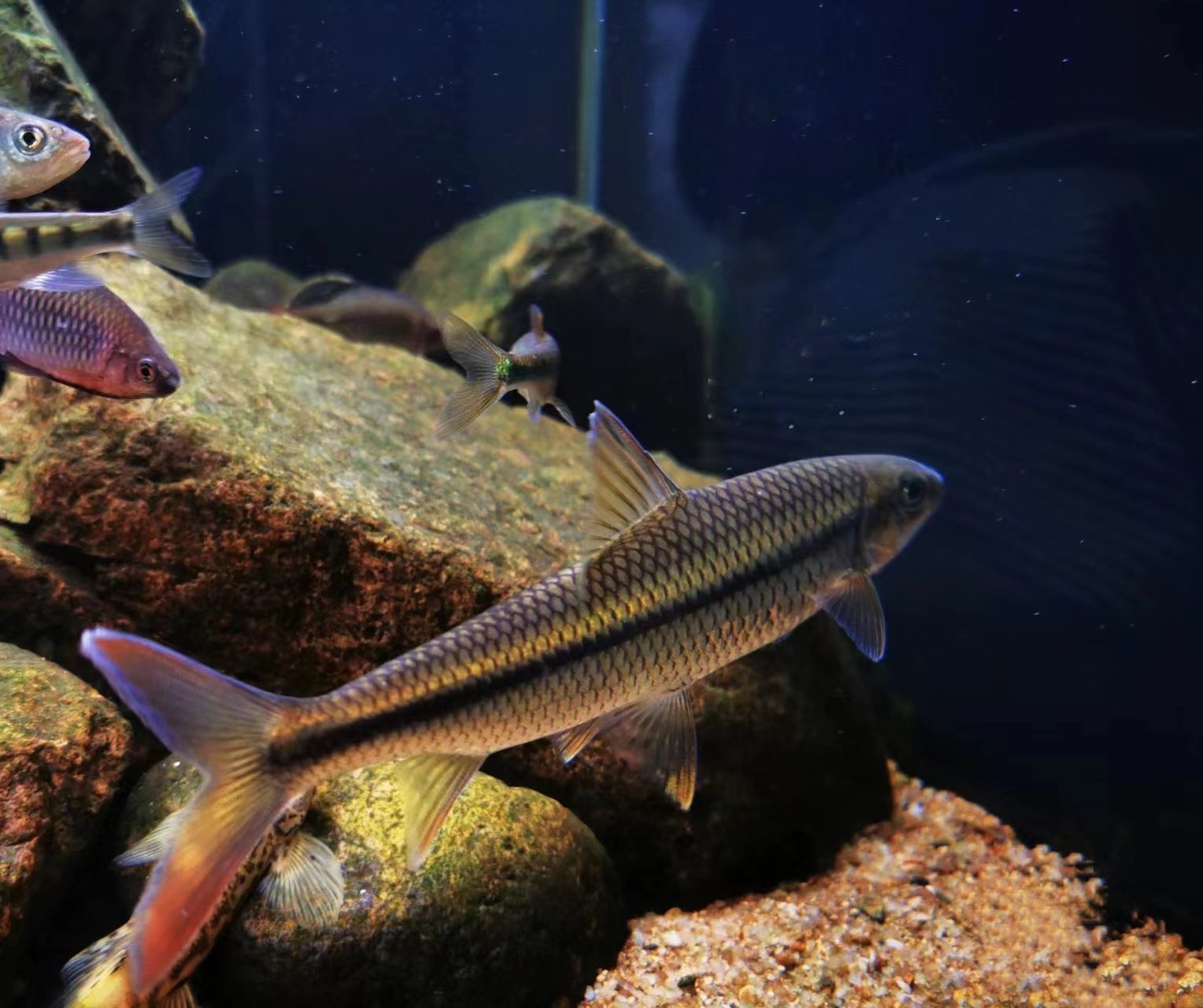 溪流之王国产一眉道人粗须白甲鱼群游观赏发色免加温除藻工具冷水