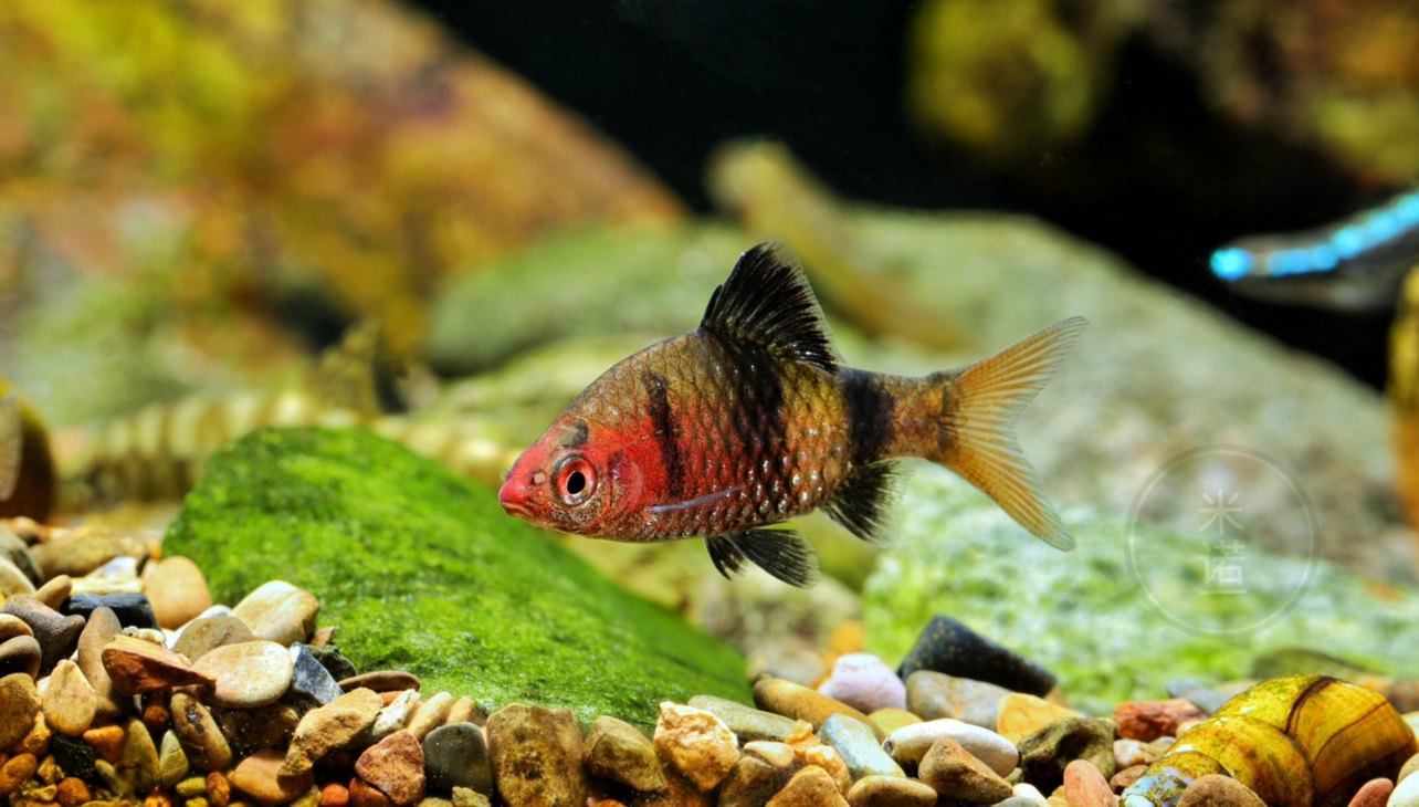 淡水红黑宝石鲫鲤科鱼小型鱼冷水观赏鱼群游原生南美曼龙虎皮鱼