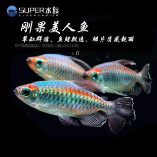 刚果美人热带鱼观赏鱼电光美人石美人鱼斑马红绿灯活体鱼苗群游鱼