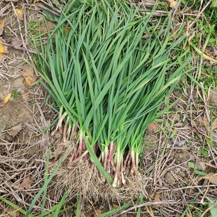 新鲜现挖红皮蒜苗本蒜苗青蒜苗大蒜苗紫皮蒜苗现挖带泥