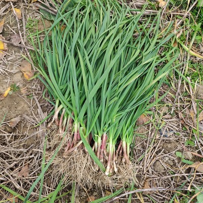 新鲜现挖红皮蒜苗本蒜苗青蒜苗大蒜苗紫皮蒜苗现挖带泥
