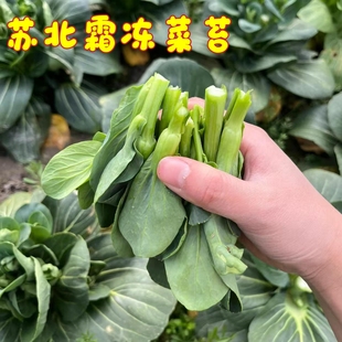 【顺丰】苏北农家霜冻青菜苔当季露天蔬菜苔菜现摘嫩菜心软糯甜