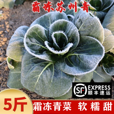 顺丰包邮苏北农家紫自种青菜露天蔬菜霜冻矮脚大青菜太湖菜黑菜5