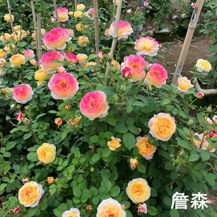 罗曼尼詹森 藤本月季玫瑰花苗 蔷薇庭院阳台栏杆爬藤攀l植物