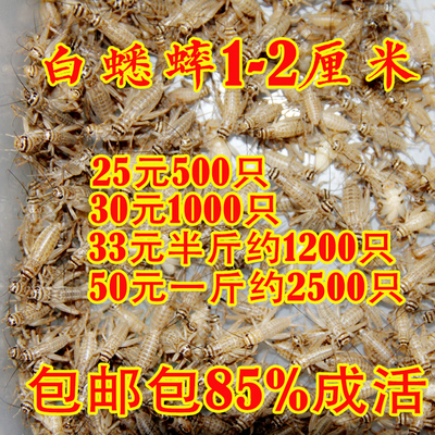 1-2厘米元一斤包邮活体饲料