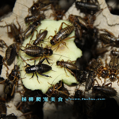 活体蟋蟀油葫芦饲料杨柳爬宠美食