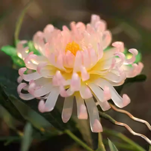 【十二花神之菊花】热缩秋菊发簪花簪国风发簪u钗簪中式汉服配饰