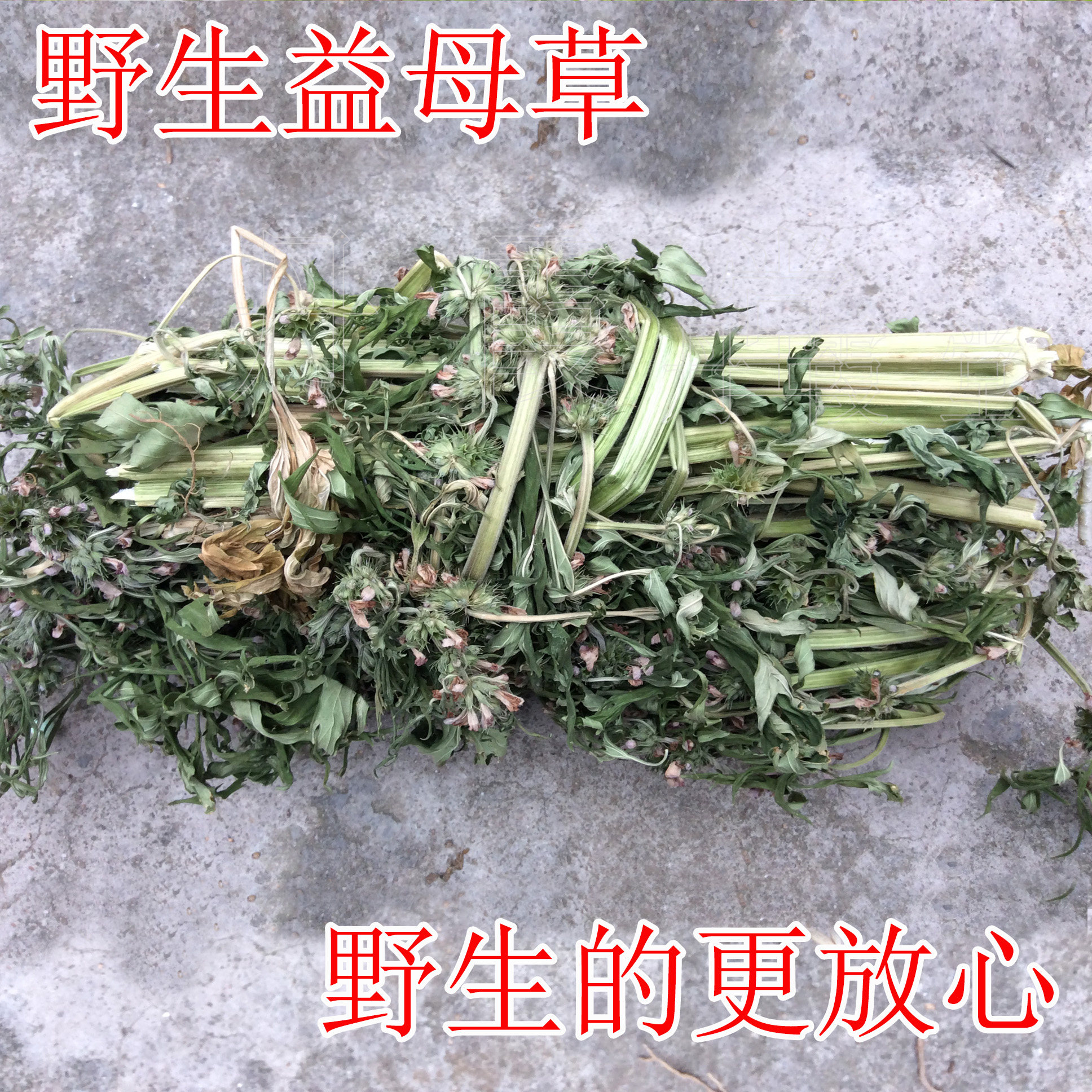 野生益母草中药材茶干品传统妇科调经血食疗中草药