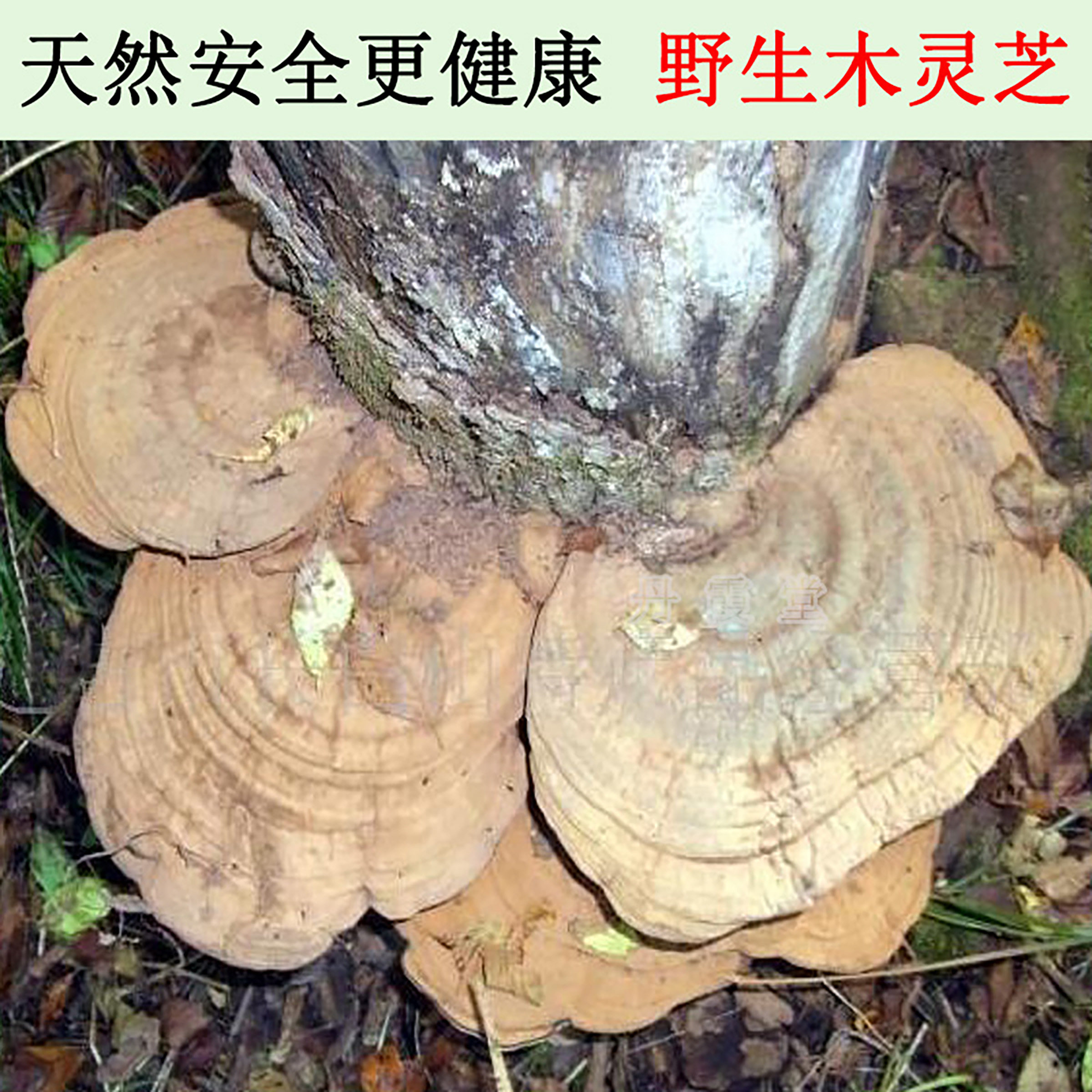 野生无柄木灵芝平盖灵芝树舌扁木灵芝中药材泡酒料传统靓汤汤料