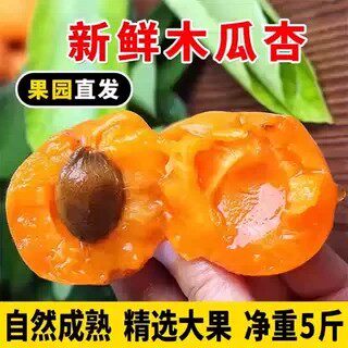 木瓜杏河北特产现摘大黄杏新鲜杏子应季时令水果产自张家口蔚县