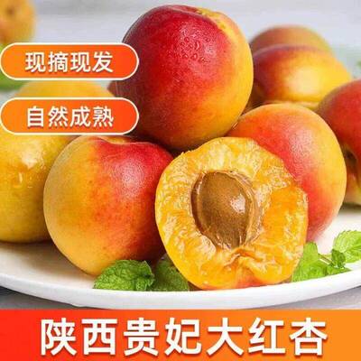 新鲜贵妃大红杏当季现摘现发孕妇水果产自陕西小红杏黄杏胭脂杏