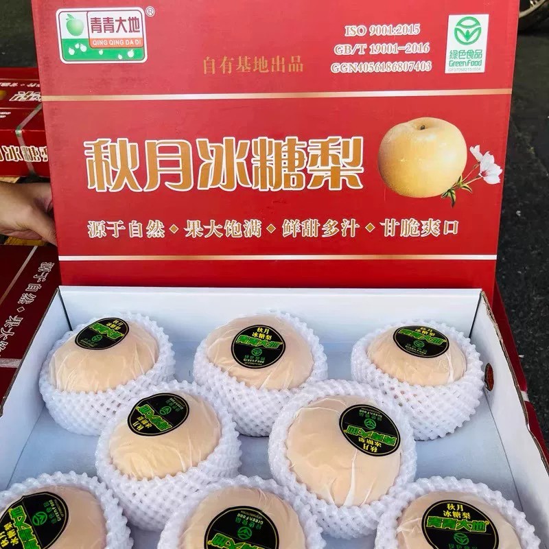 包邮青青大地山东秋月梨大果脆甜多汁当季新鲜现摘孕妇宝宝水果梨