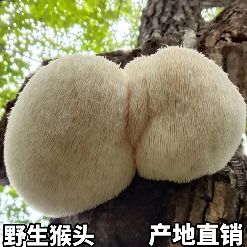 正宗纯野生猴头菇干货养胃深山采摘新货可免费打粉250g