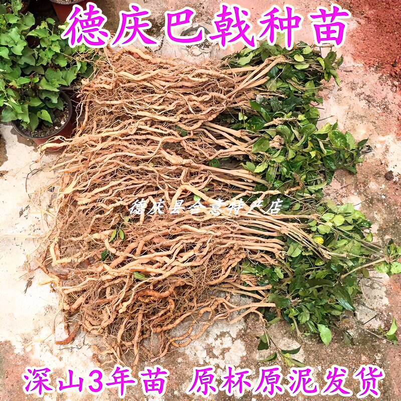 德庆巴戟天种苗 野生巴戟苗盆栽特级新鲜中药材天然鸡肠风绿植