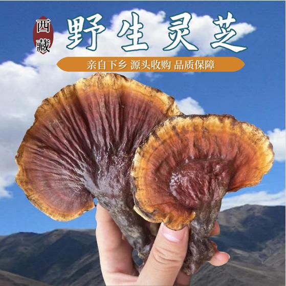西藏野生灵芝干货礼盒装